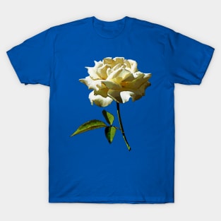 Roses - White Rose in Sunshine T-Shirt